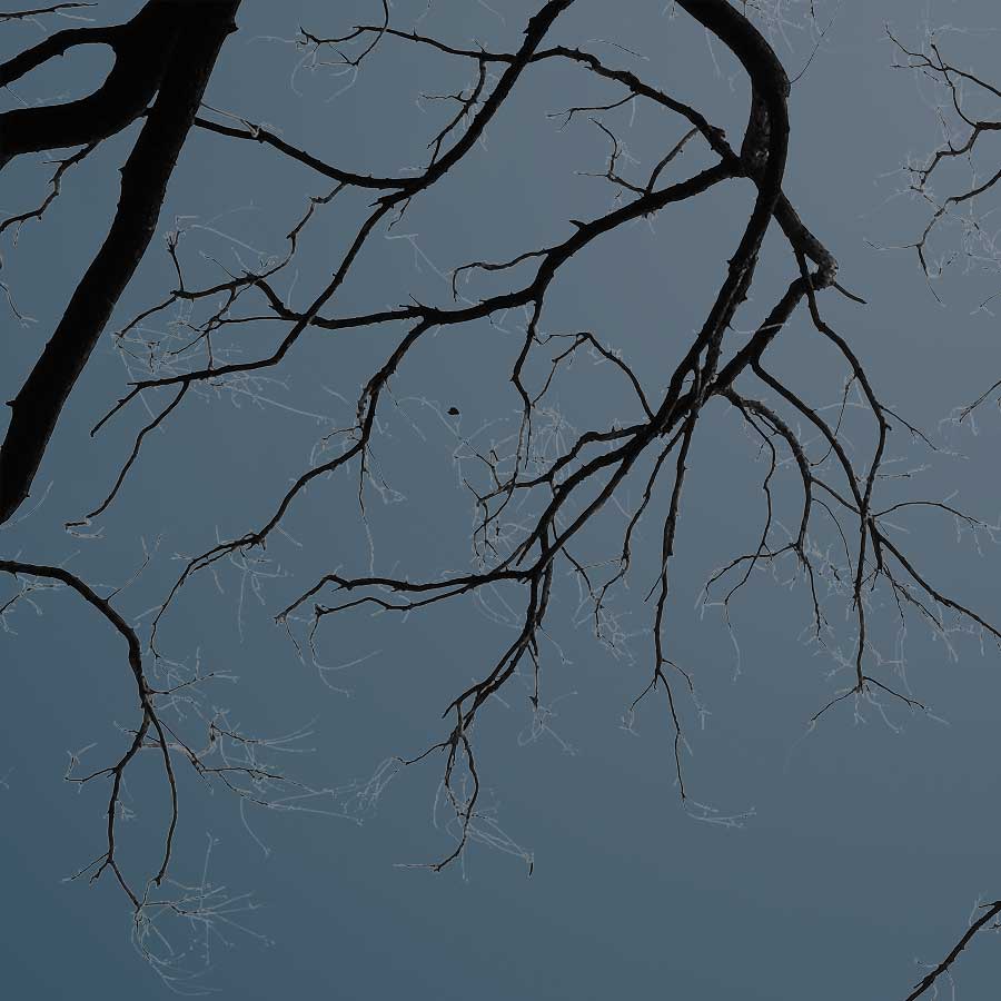darker-trees-square-pt1