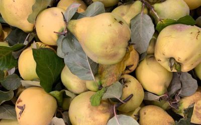 Bitter Quince